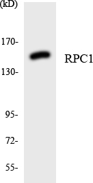 a30651 polr3a primary antibodies wb testing 4