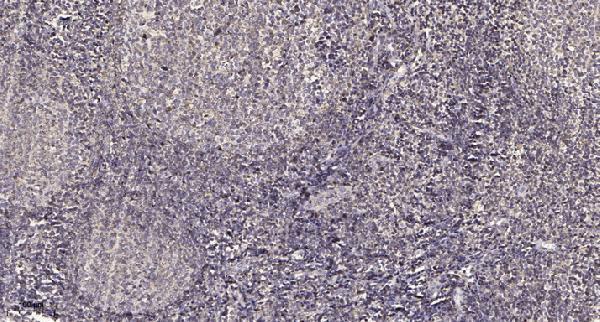 a30652 polr3d primary antibodies ihc testing 1