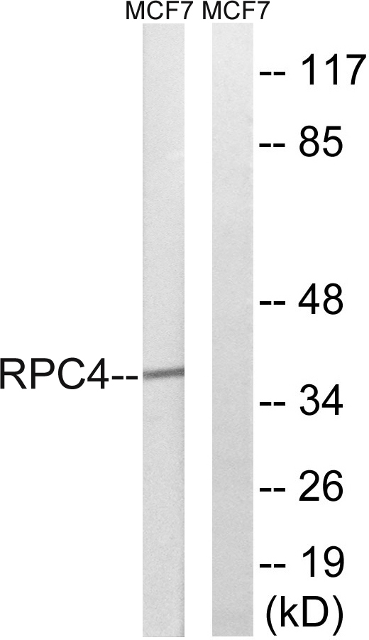 a30652 polr3d primary antibodies wb testing 2