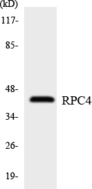 a30652 polr3d primary antibodies wb testing 3