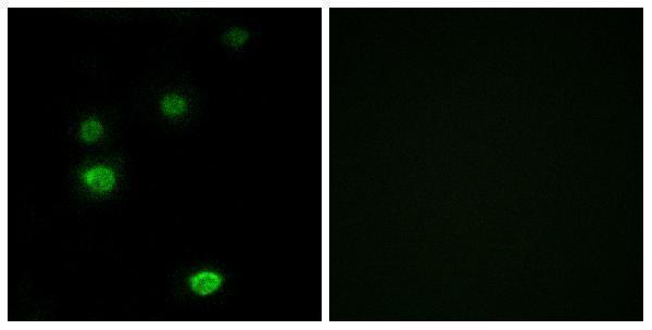 a30653 polr3e primary antibodies if testing 1