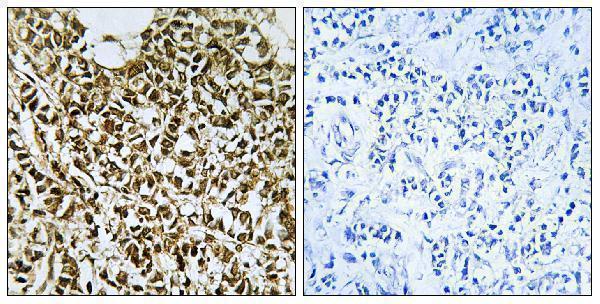 a30653 polr3e primary antibodies ihc testing 2