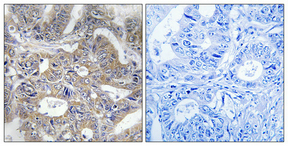 a30653 polr3e primary antibodies ihc testing 3