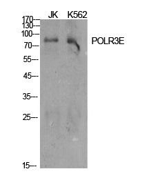 a30653 polr3e primary antibodies wb testing 5