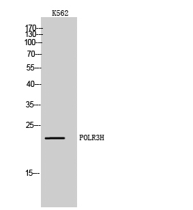 a30654 polr3h primary antibodies wb testing 2