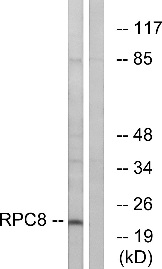 a30654 polr3h primary antibodies wb testing 3