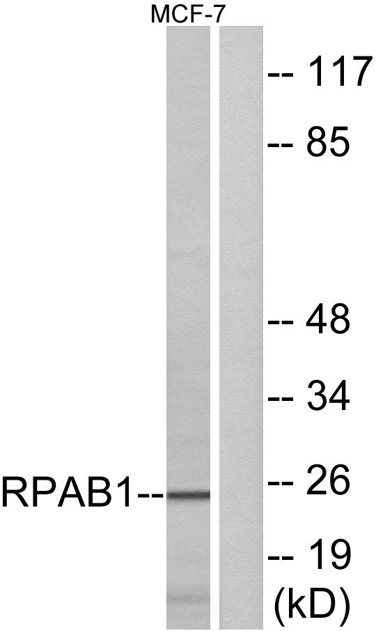 a30655 polr2e primary antibodies wb testing 2