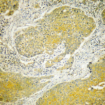 a30657 dynll2 primary antibodies ihc testing 3