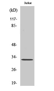 Western Blot analysis of various cells using HEI10 Polyclonal Antibody diluted at 1:2000