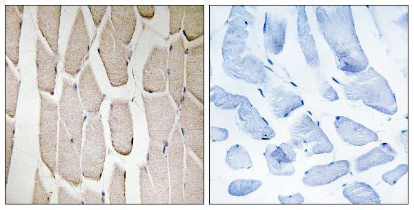 a30661 march3 primary antibodies ihc testing 1