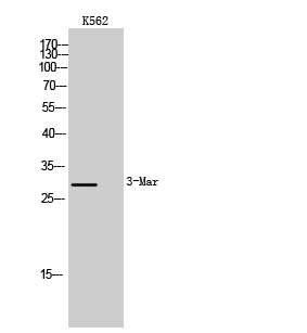 a30661 march3 primary antibodies wb testing 2