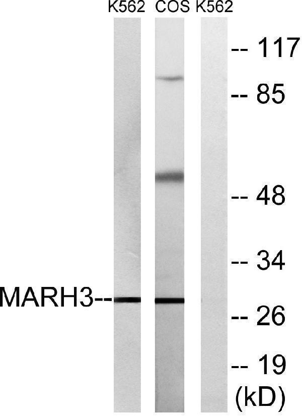 a30661 march3 primary antibodies wb testing 3