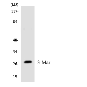 a30661 march3 primary antibodies wb testing 4