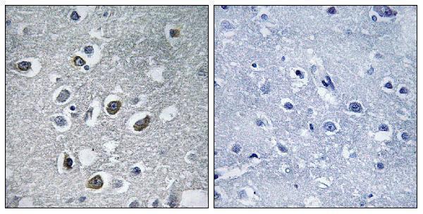 a30662 march4 primary antibodies ihc testing 1