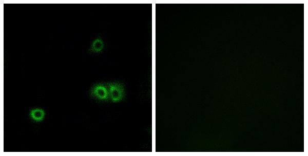 a30663 march5 primary antibodies if testing 1