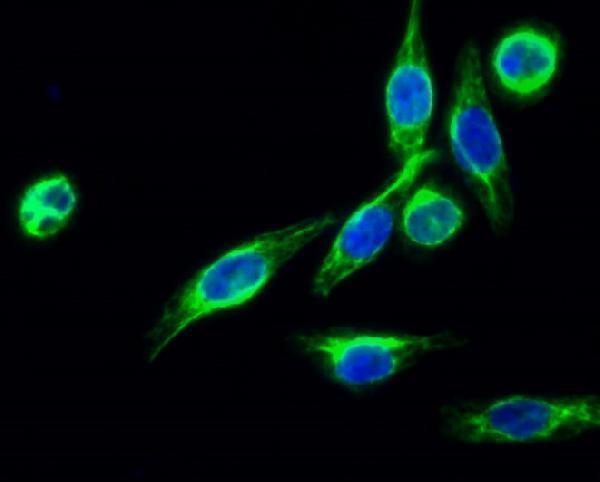 a30663 march5 primary antibodies if testing 2