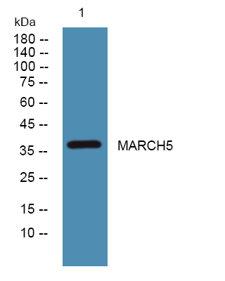 a30663 march5 primary antibodies wb testing 3