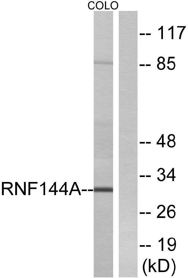 Western blot analysis of lysates from COLO cells, using RNF144A Antibody