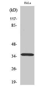 a30673 elovl4 primary antibodies wb testing 1