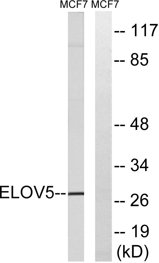 a30674 elovl5 primary antibodies wb testing 2