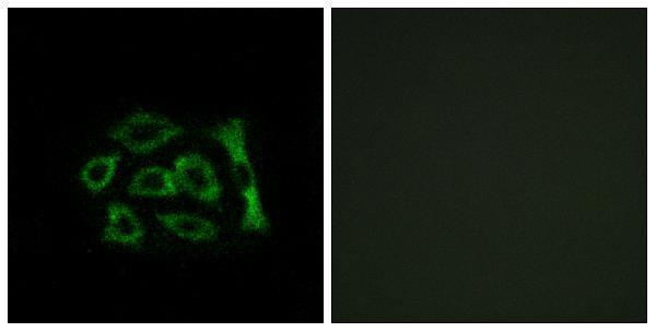 a30676 kdelr2 primary antibodies if testing 1