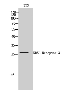 Western Blot analysis of 3T3 cells using KDEL Receptor 3 Polyclonal Antibody