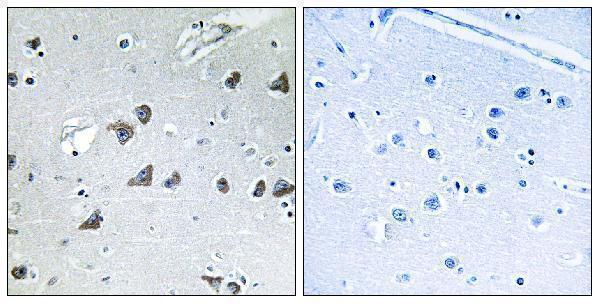 Immunohistochemistry analysis of paraffin-embedded human brain tissue, using EIF3F Antibody