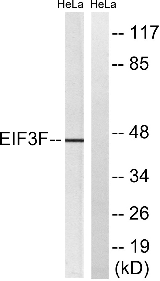 Western blot analysis of lysates from HeLa cells, using EIF3F Antibody