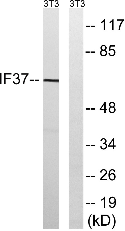 a30683 eif3d primary antibodies wb testing 2