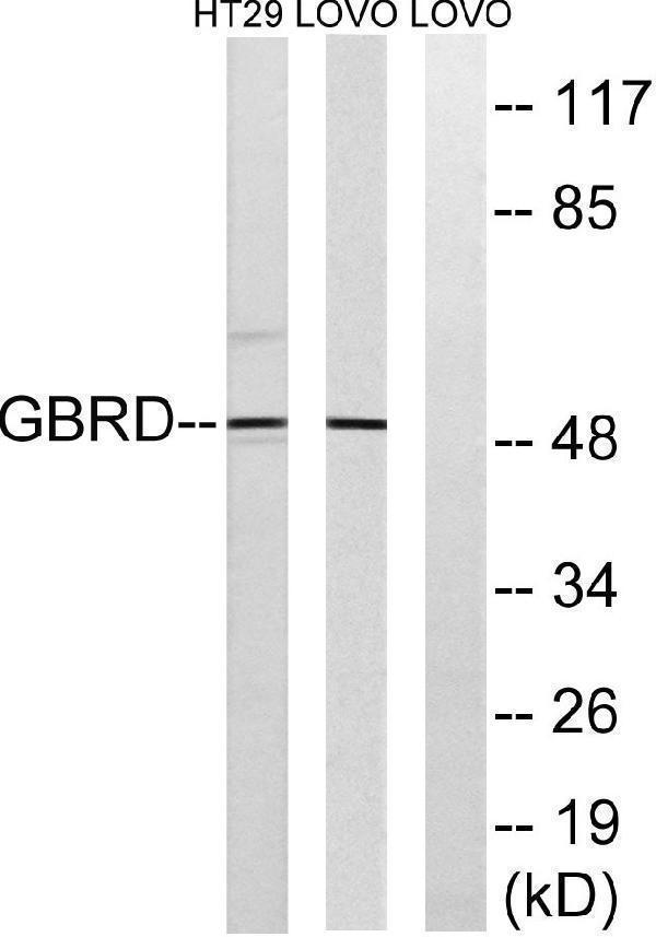 a30688 gabrd primary antibodies wb testing 2