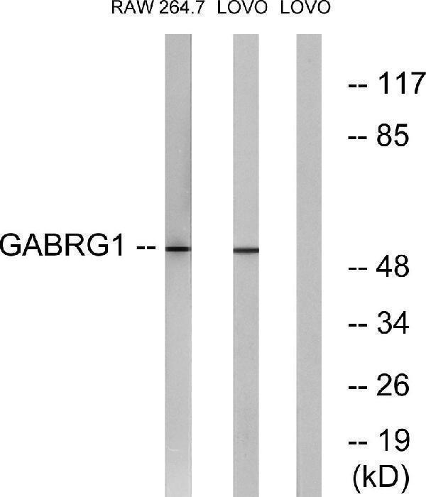 a30689 gabrg1 primary antibodies wb testing 2