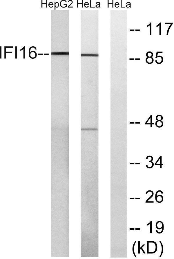 a30690 ifi16 primary antibodies wb testing 1