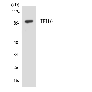 a30690 ifi16 primary antibodies wb testing 2