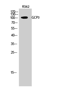 a30691 tubgcp3 primary antibodies wb testing 2
