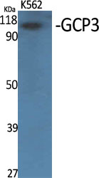 a30691 tubgcp3 primary antibodies wb testing 3