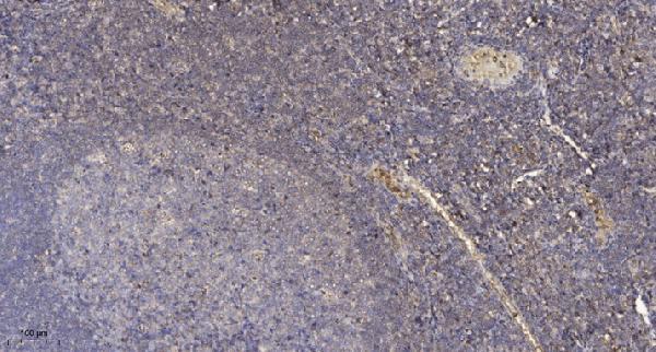 Immunohistochemical analysis of paraffin-embedded human tonsil