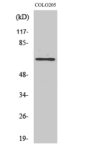 Western Blot analysis of various cells using GCP4 Polyclonal Antibody
