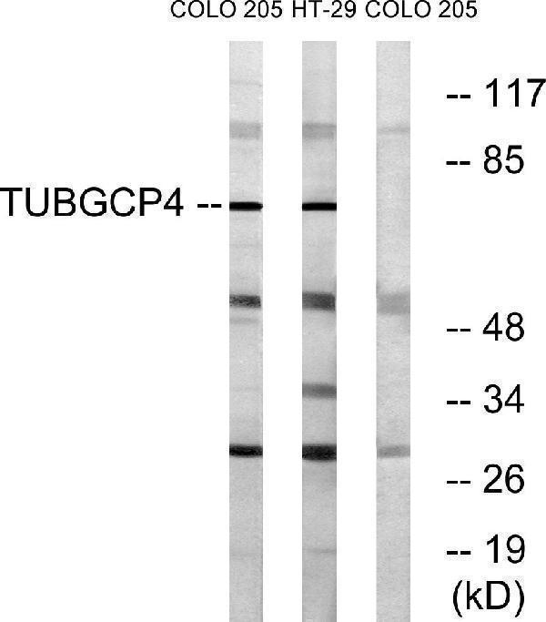 Western blot analysis of lysates from COLO and HT-29 cells, using TUBGCP4 Antibody