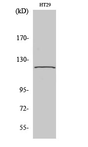 Western Blot analysis of 293 cells using GCP5 Polyclonal Antibody diluted at 1:2000