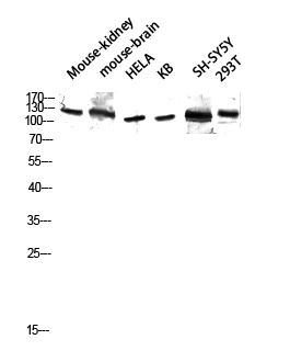 a30693 tubgcp5 primary antibodies wb testing 3