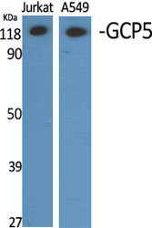 Western Blot analysis of various cells using GCP5 Polyclonal Antibody diluted at 1:2000