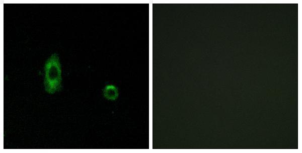 a30695 gjc2 primary antibodies if testing 1