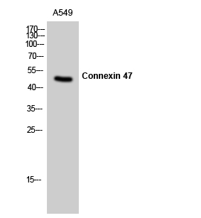 a30695 gjc2 primary antibodies wb testing 2