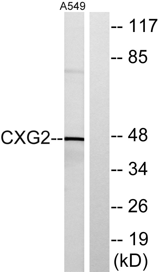 a30695 gjc2 primary antibodies wb testing 3
