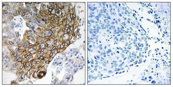 a30696 gja3 primary antibodies ihc testing 1