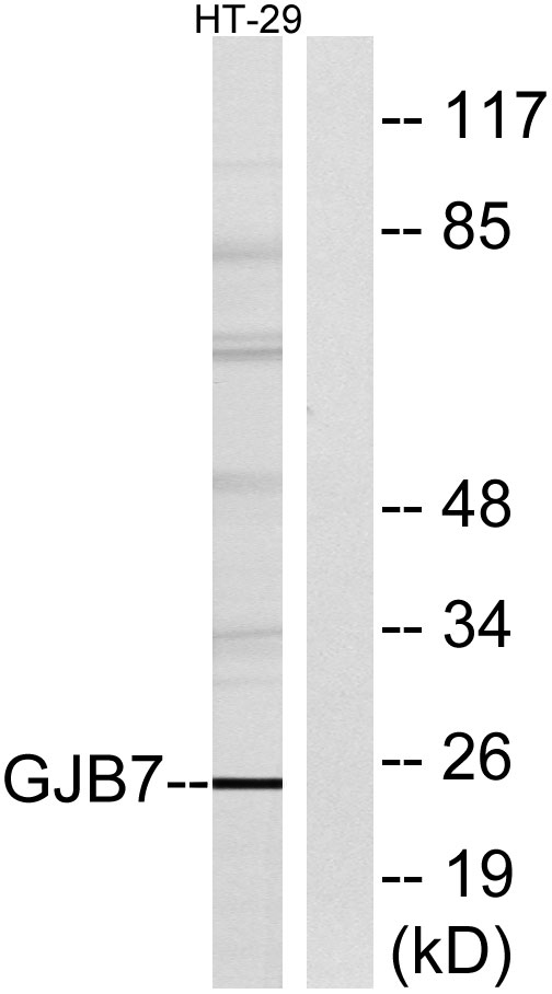 a30698 gjb7 primary antibodies wb testing 2