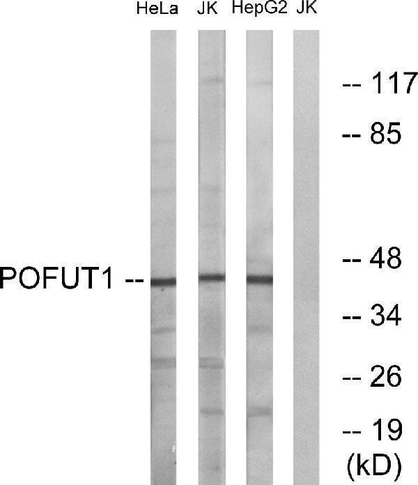 Western blot analysis of lysates from Jurkat, HeLa, and HepG2 cells, using POFUT1 Antibody