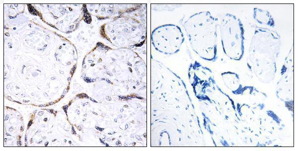 a30701 pofut2 primary antibodies ihc testing 1