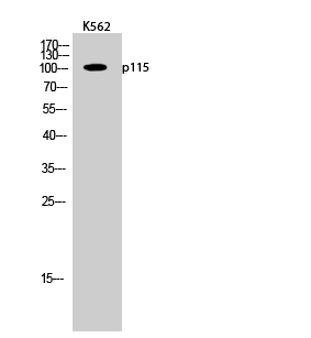 a30703 uso1 primary antibodies wb testing 1
