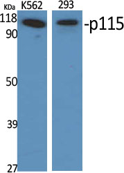 a30703 uso1 primary antibodies wb testing 2